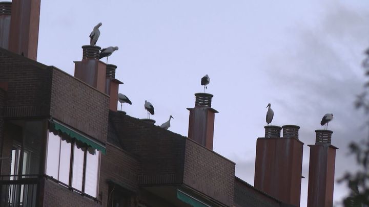 Las cigüeñas se 'empadronan' en Tres Cantos: ya hay más de 1.000 ejemplares