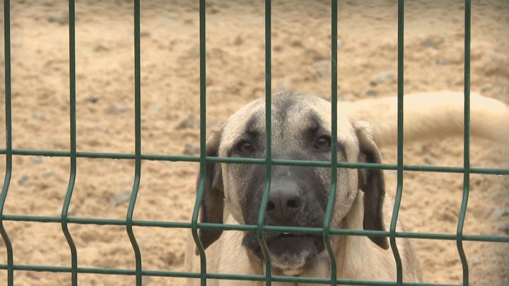 El Centro Regional de Acogida Animal de Colmenar Viejo cumple 20 años