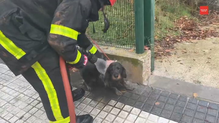 Bomberos rescatan en Majadahonda un perro atrapado en un pozo