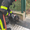 Bomberos rescatan en Majadahonda un perro atrapado en un pozo
