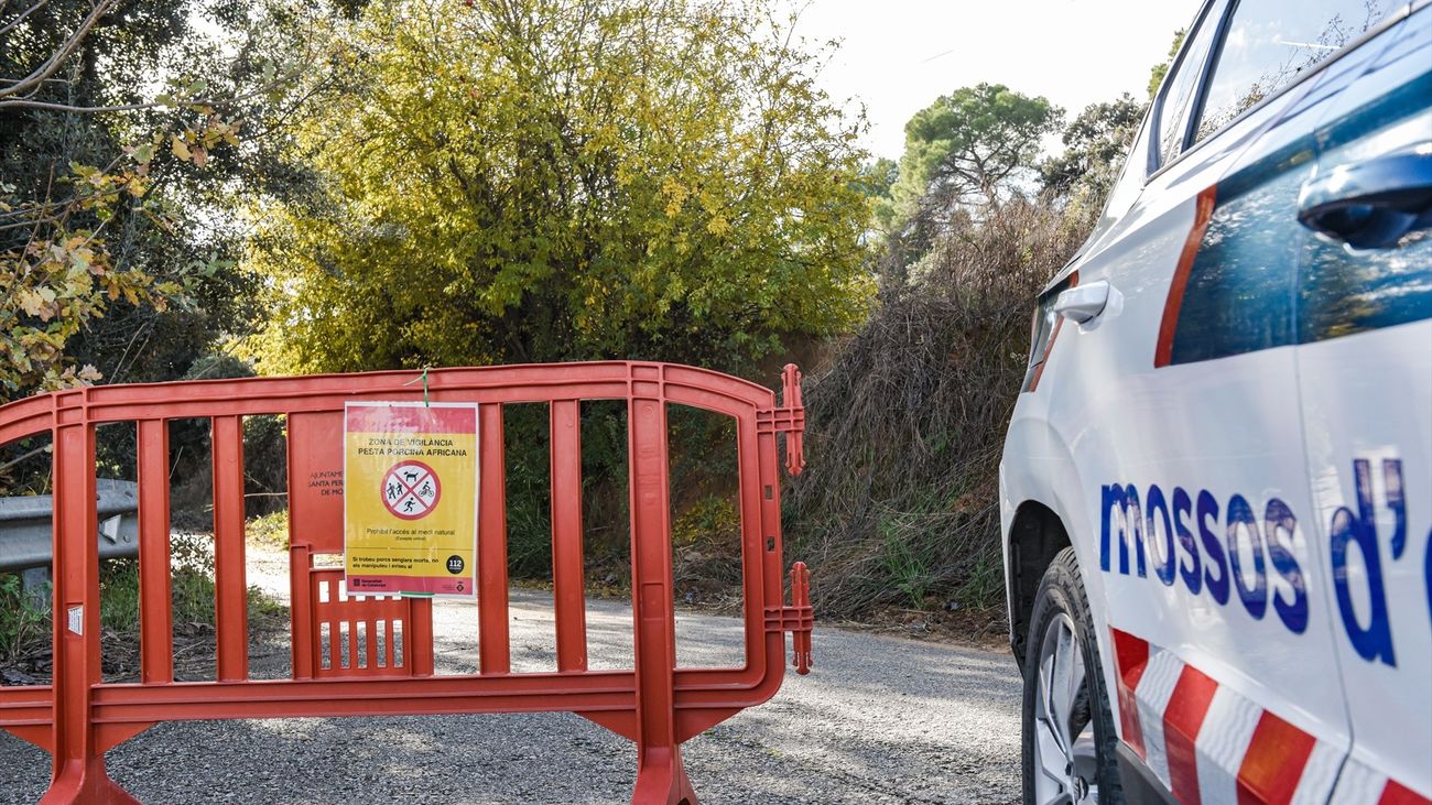 Diez casos más de peste porcina en jabalíes dentro de la zona de confinamiento