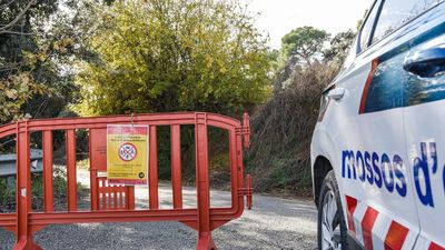 Diez casos más de peste porcina en jabalíes dentro de la zona de confinamiento