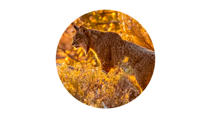 Un trailer cargado de coches se queda atrapado en el túnel de Bailén