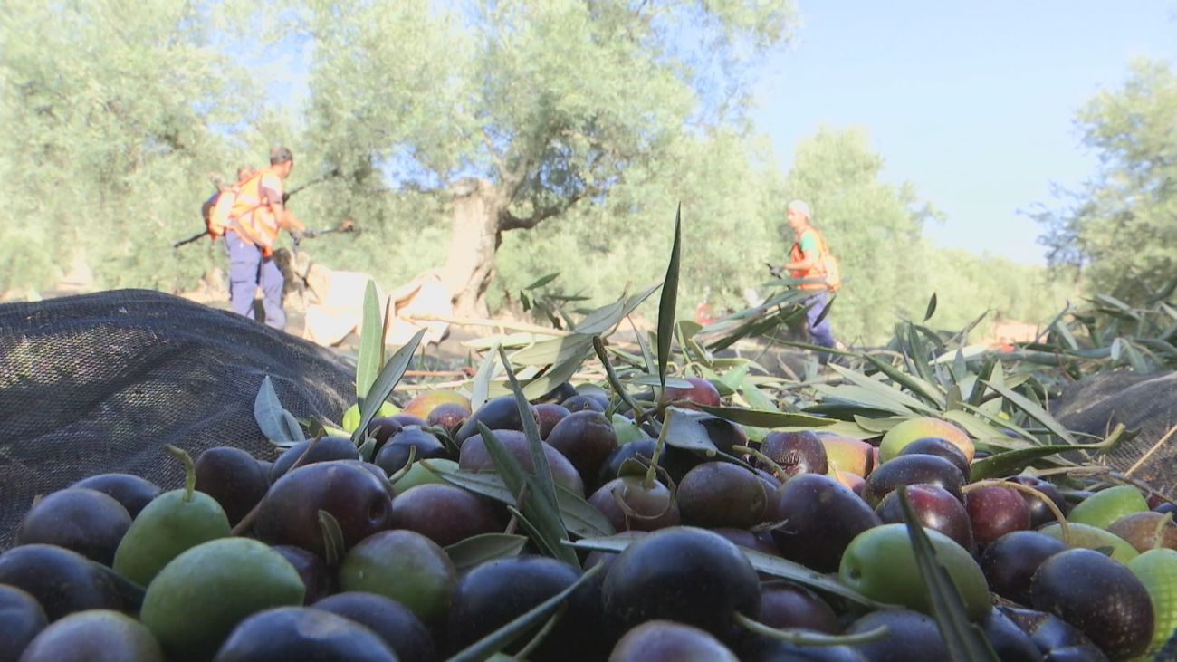Estados Unidos pide limitar a España las represalias a la UE por aceitunas