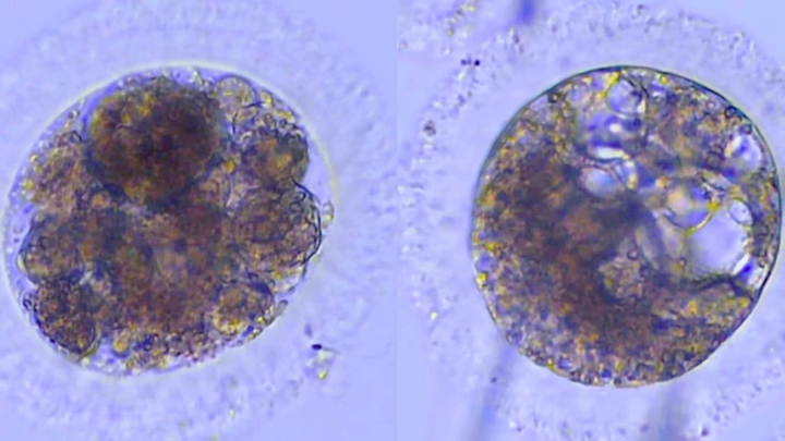 Embriones de lince ibérico fecundados in vitro / UCM