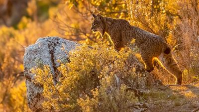 Veterinarios de la Complutense logran producir embriones de lince ibérico