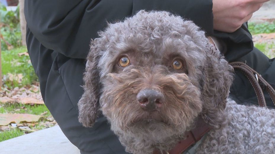 Las urgencias veterinarias aumentan un 40% en Navidad por problemas con las mascotas