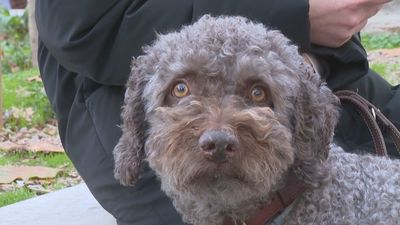 Las urgencias veterinarias aumentan un 40% en Navidad por problemas con las mascotas