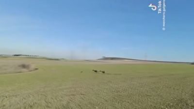 La Sagra madrileña, escenario de caza ilegal con galgos