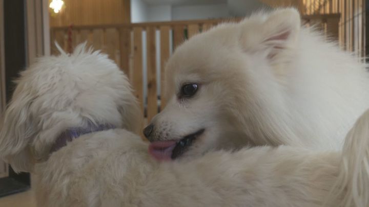 El nuevo hotel de lujo con spa y boutique que enamora a las mascotas de Madrid