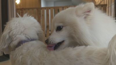 El nuevo hotel de lujo con spa y boutique que enamora a las mascotas de Madrid