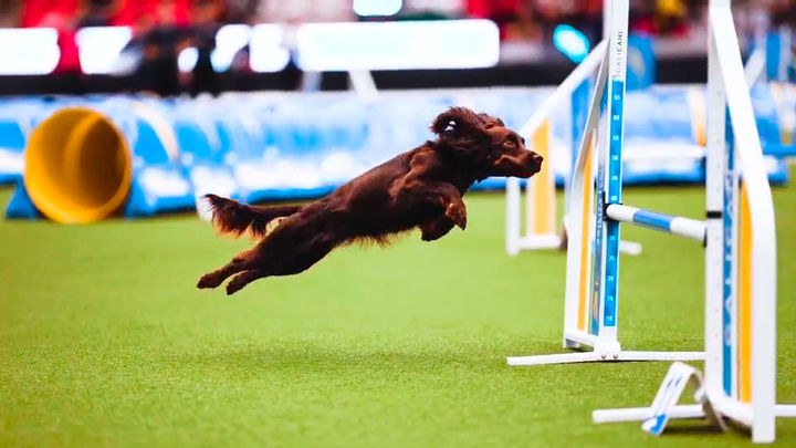 Baileys, una cocker de cinco años que entrena en Madrid, se proclama campeona del mundo