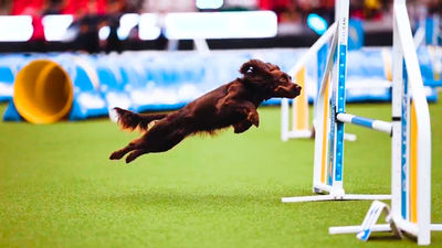 Baileys, una cocker de cinco años que entrena en Madrid, se proclama campeona del mundo