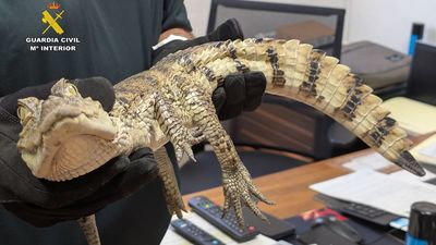 El Zoo de Madrid acoge a un caimán capturado en el pantano de Almansa (Albacete)