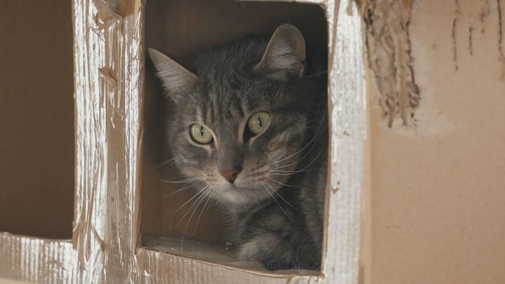 Un refugio con historia en Torrejón: casi 100 años dando una segunda oportunidad