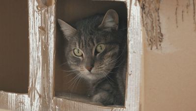 Un refugio con historia en Torrejón: casi 100 años dando una segunda oportunidad