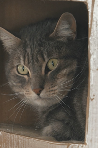 Un refugio con historia en Torrejón: casi 100 años dando una segunda oportunidad