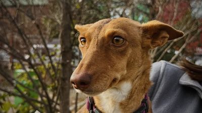 Katia busca desde Alcorcón un nuevo dueño, una nueva vida en un año nuevo