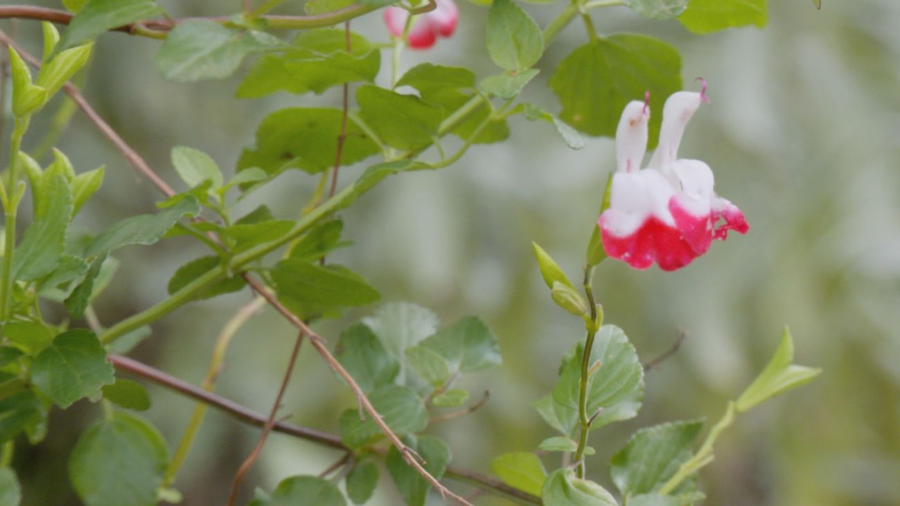 Una planta para cada dolencia: descubre las plantas medicinales del Real Jardín Botánico-CSIC