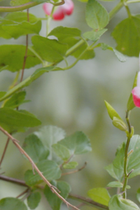 Una planta para cada dolencia: descubre las plantas medicinales del Real Jardín Botánico-CSIC