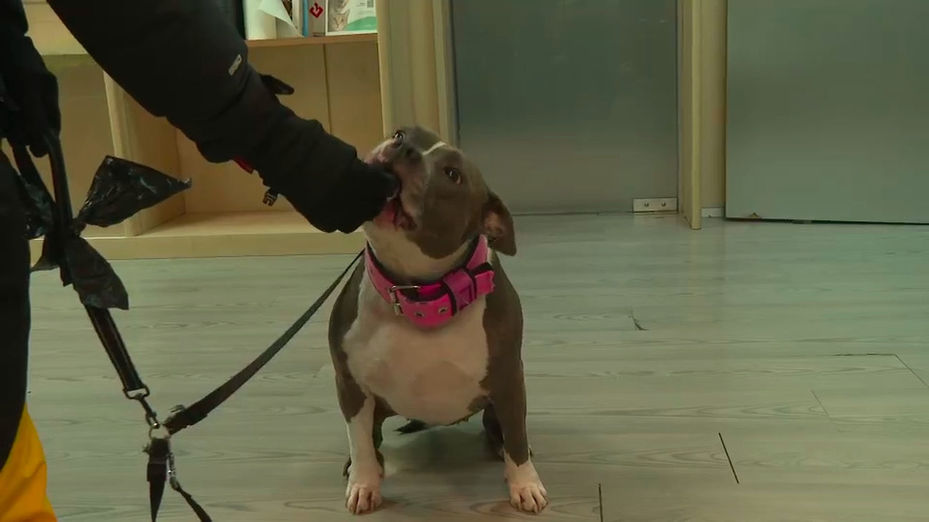 La obesidad y la diabetes se disparan entre perros y gatos cada vez más jóvenes