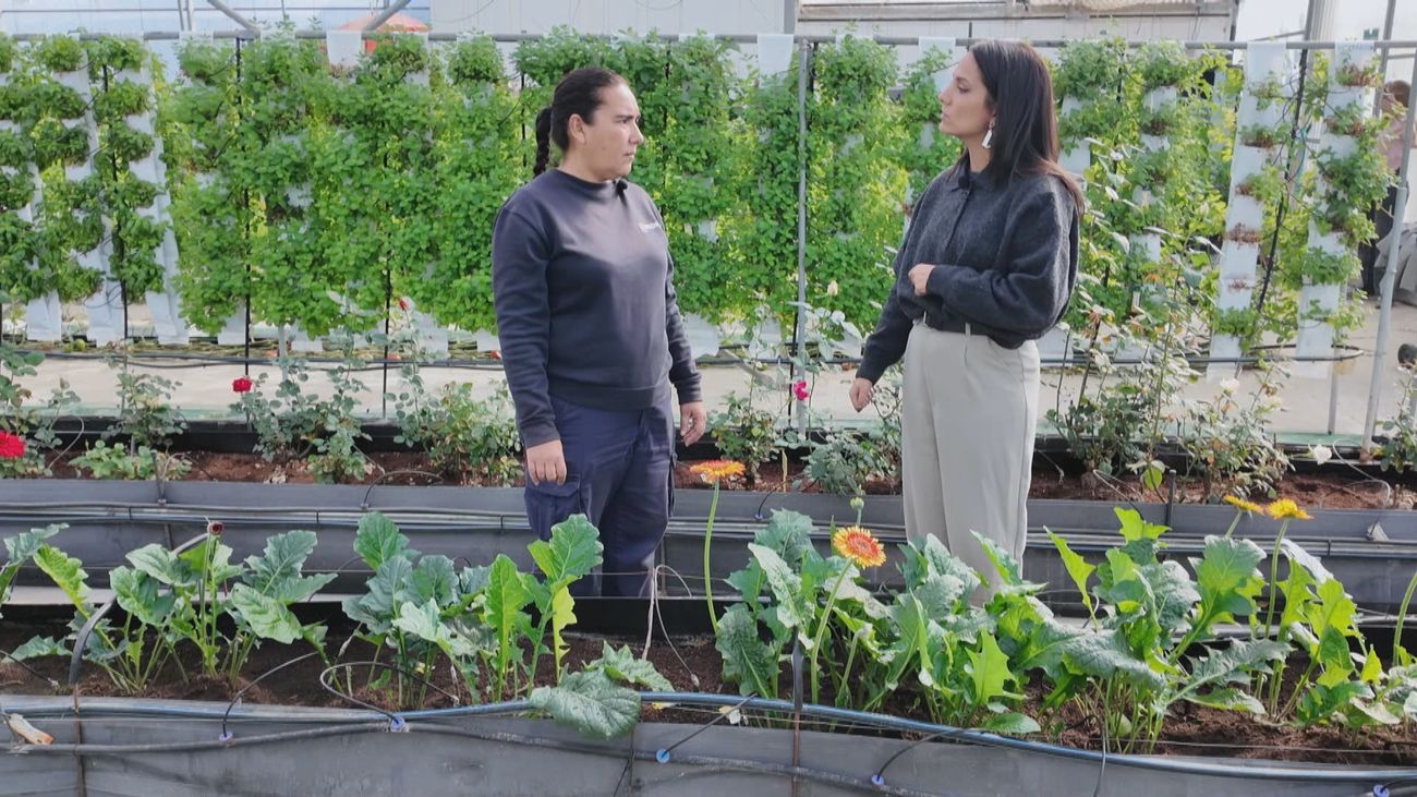 Plantas sin suelo: descubre el cultivo hidropónico en Arganda del Rey