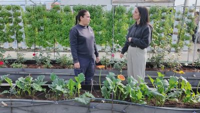 Plantas sin suelo: descubre el cultivo hidropónico en Arganda del Rey