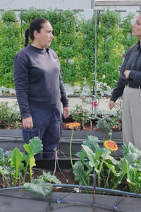 Plantas sin suelo: descubre el cultivo hidropónico en Arganda del Rey