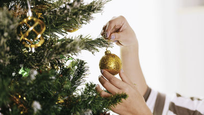 El motivo por el que Madrid prohíbe replantar los abetos de Navidad en el monte