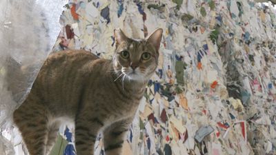 El segundo viaje de los regalos: el reciclaje post-navideño alcanza su pico en Madrid