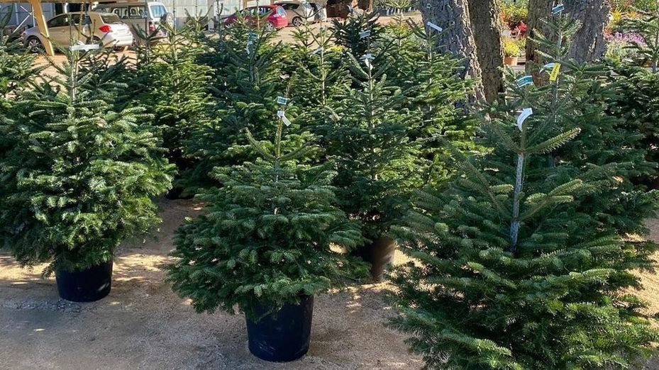 Torrejón da una segunda vida a los abetos de Navidad con un servicio especial de recogida