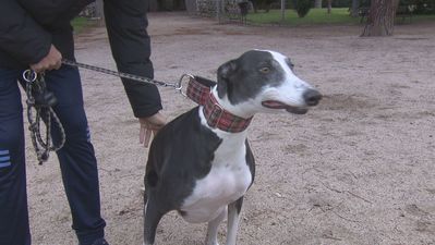 Tres Cantos declara la guerra a los excrementos: multas de hasta 600 euros gracias al ADN canino