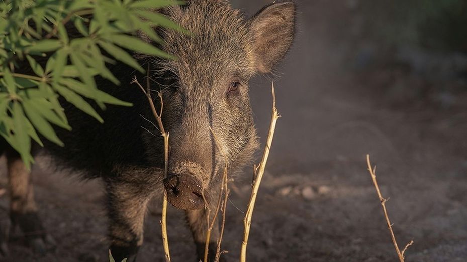 España registra 60 casos de peste porcina tras 13 nuevos positivos en Cataluña