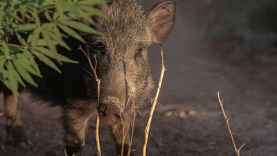 España registra 60 casos de peste porcina tras 13 nuevos positivos en Cataluña