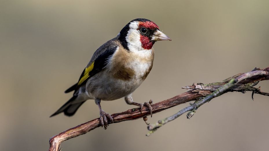 El jilguero europeo, el pájaro de la careta roja, elegido Ave del Año 2026