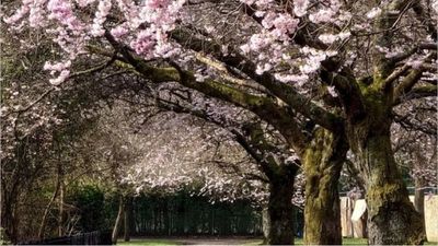 El Teatro Fernán Gómez de Madrid presenta 'El jardín de los cerezos'