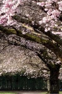 'El jardín de los cerezos'