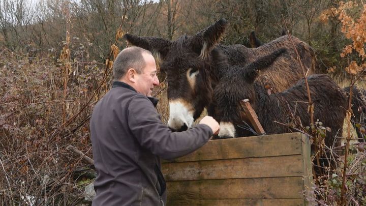 Casimiro y sus burros, una lección de compañerismo y mutualismo en Robledondo