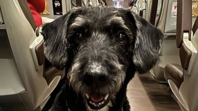 Miembros de PACMA buscan en Adamuz a Boro, el perro extraviado de una pasajera