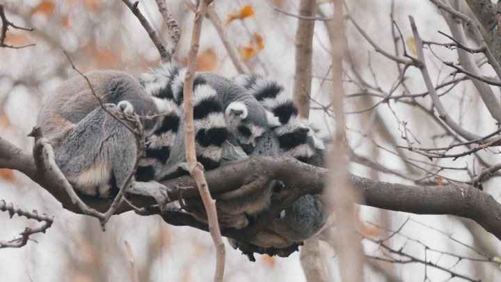 Los héroes invisibles de Faunia: así es el día a día de los cuidadores