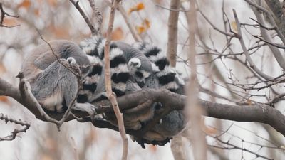 Los héroes invisibles de Faunia: así es el día a día de los cuidadores