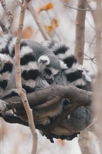 Los héroes invisibles de Faunia: así es el día a día de los cuidadores