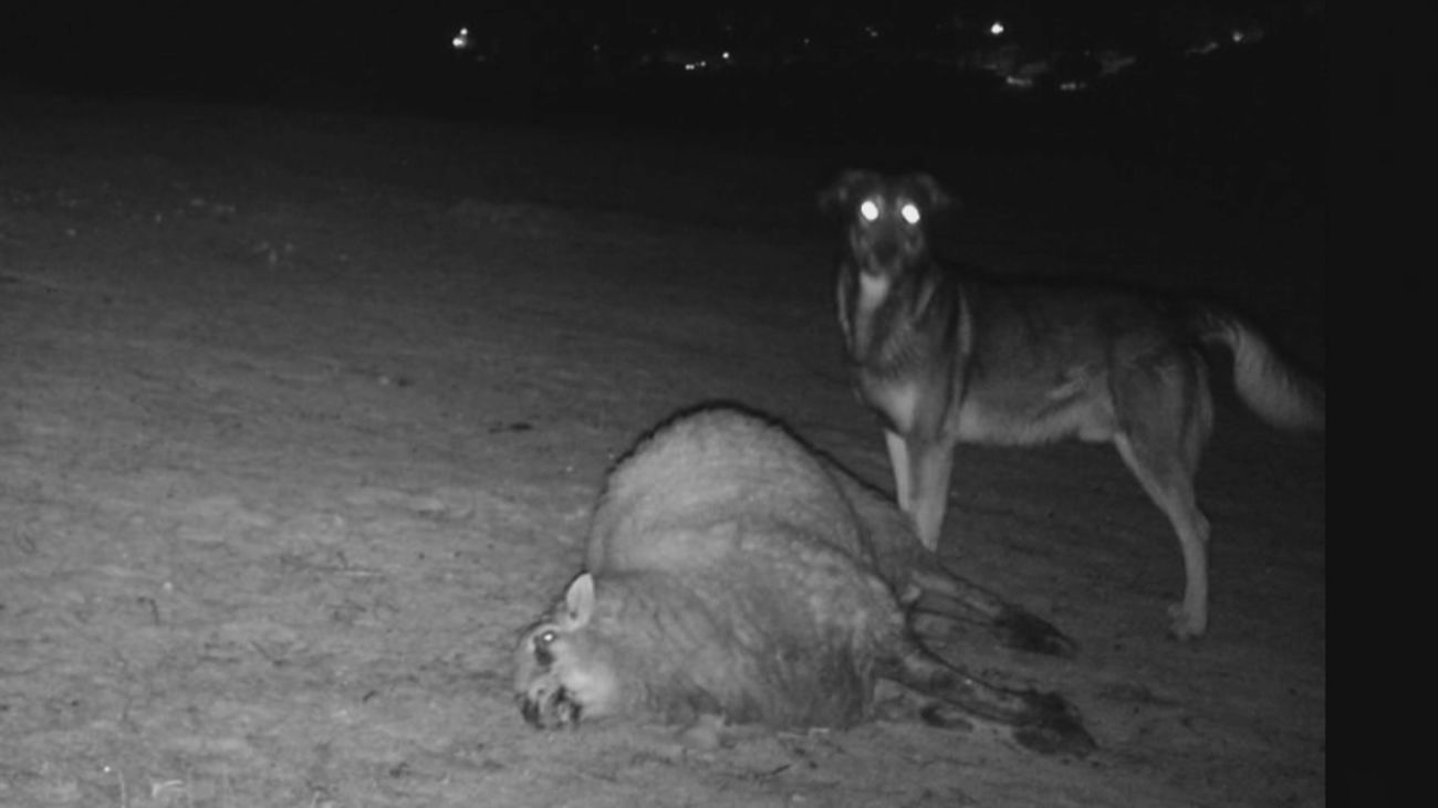 Un perro mata al rebaño de ovejas de una familia en Hoyo de Manzanares