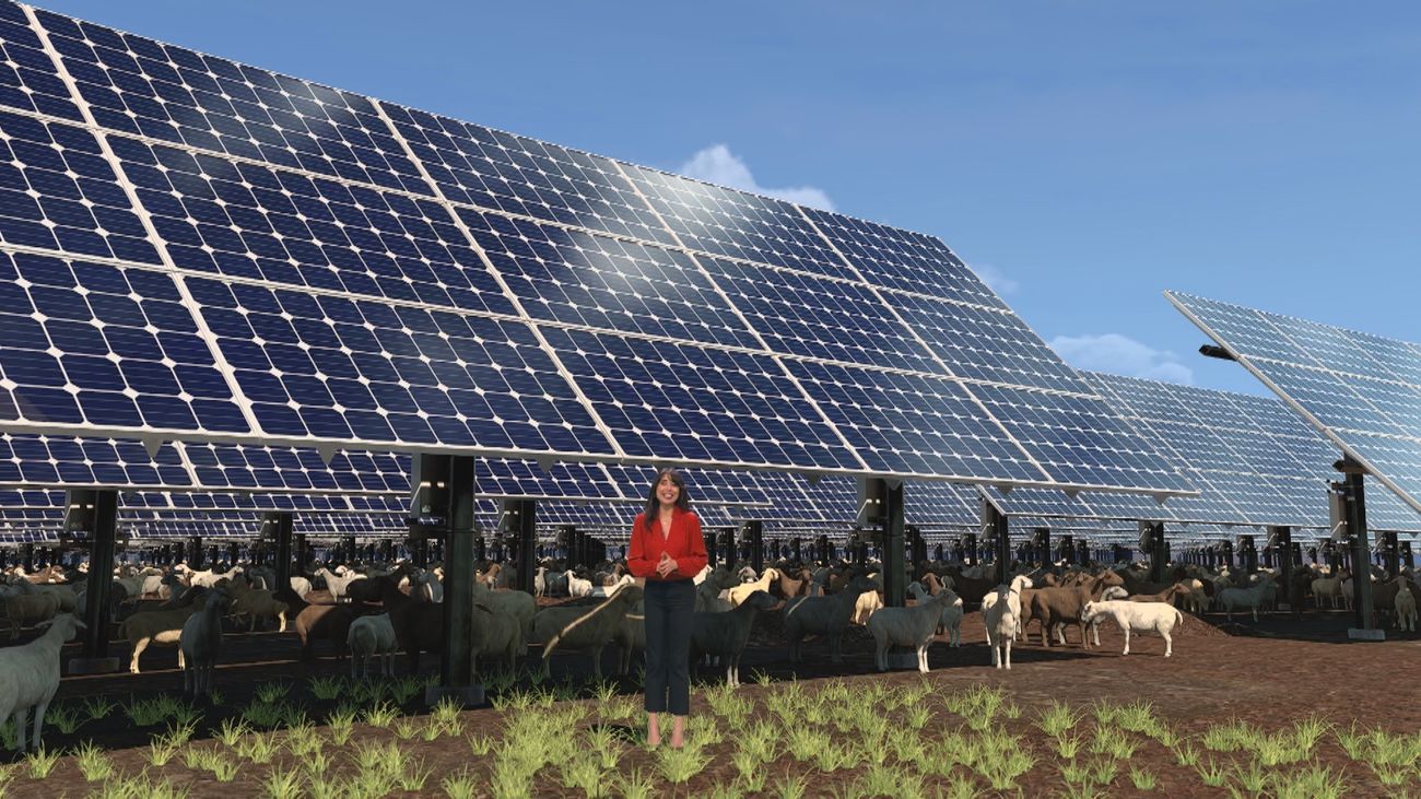 El nacimiento de las 'ovejas solares' en China