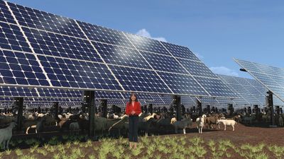 El nacimiento de las 'ovejas solares' en China