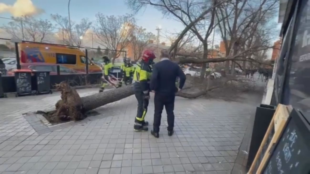 Un herido leve tras derribar el fuerte viento un gran árbol en Aluche