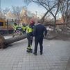 Un herido leve tras derribar el fuerte viento un gran árbol en Aluche