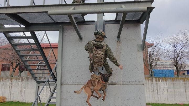 Así se trabaja en el Centro Militar Canino de la Defensa