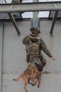 Así se trabaja en el Centro Militar Canino de la Defensa