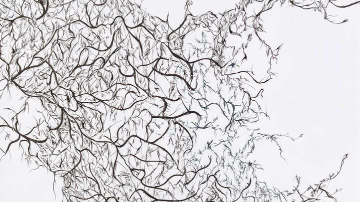 'Percepciones', tinta china negra y azul sobre papel / TELEMADRID